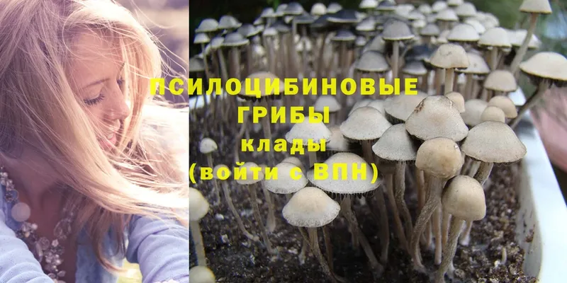 KRAKEN ссылка  Бикин  Псилоцибиновые грибы Psilocybe 